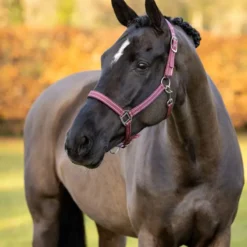 LeMieux Neoprene Yard Headcollar Burgundy