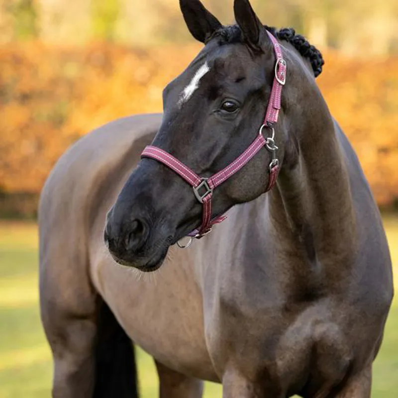 LeMieux Neoprene Yard Headcollar Burgundy