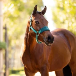 LeMieux Mini Vogue Headcollar Evergreen