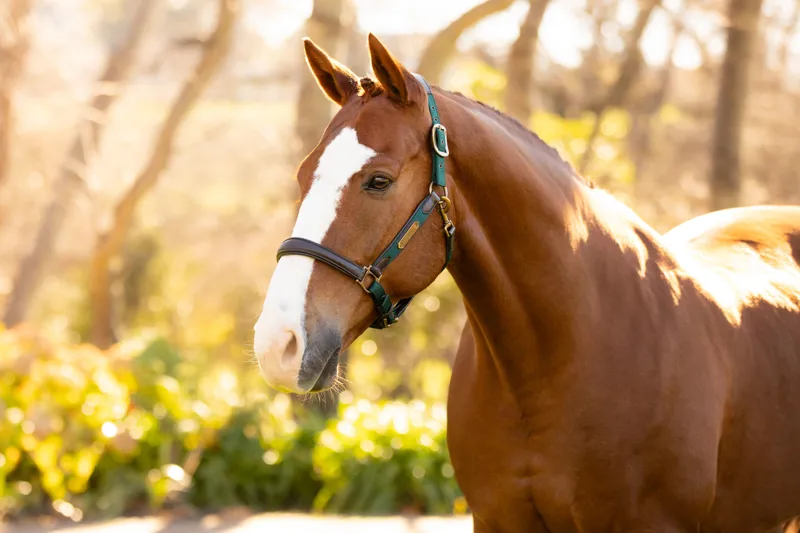 LeMieux Capella Headcollar Spruce - Image 2